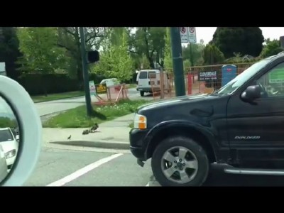 Мама Утка и ворона