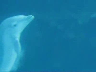 Dolphin (вытворяет такое!)