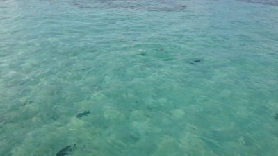 Stingray jumps onto ramp for food