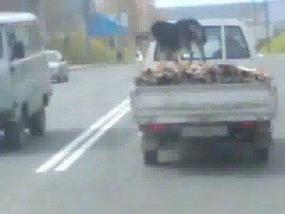 Псина на дровах