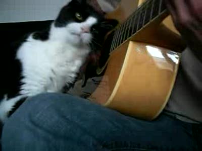 Котейко - меломан.