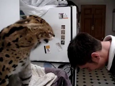 Лещ от котэ