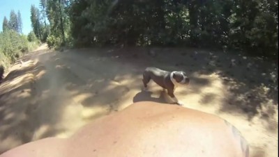 Прогулка с собакой