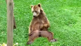 Мэдвэд шалун