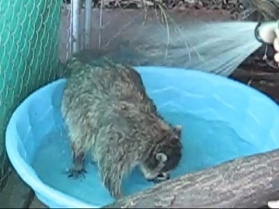 Енотик любит воду