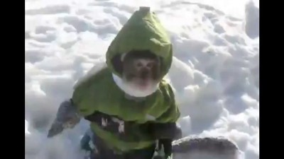 Funny Monkey in Russia.