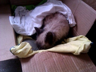 кот Чкалов г.Волгоград