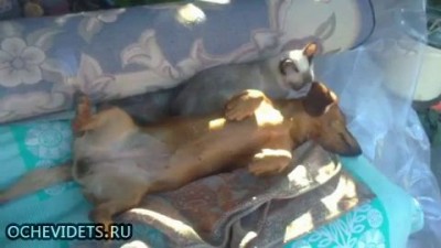 Заботливый кот