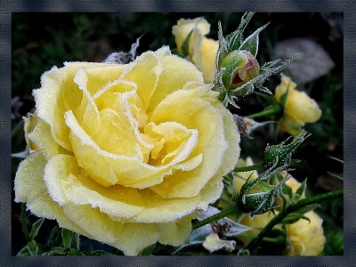 Зимний поцелуй