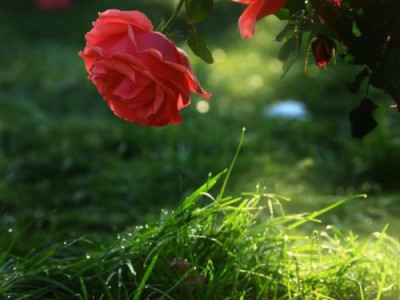 Последние розы уходящего лета.