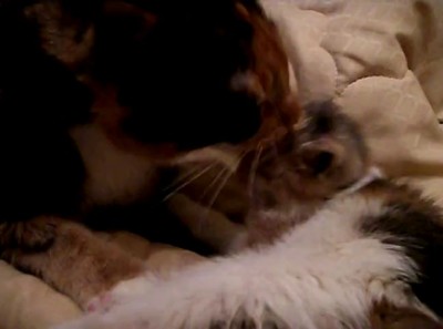 Ириска удочерила малышку