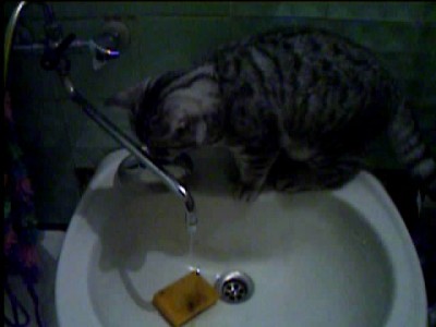 котэ после пятницы