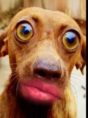 Собака белочка