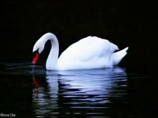 მერაბ სეფაშვილი თეთრი რაში