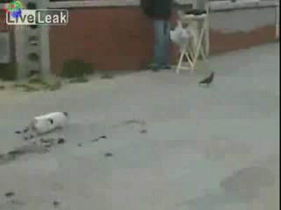 обломался котик