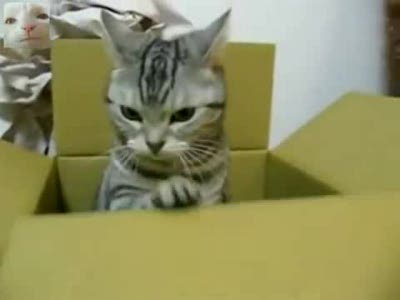 Кот-телеграфист