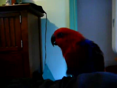 Мяукающий попугай