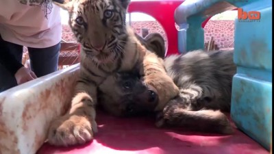 Детский сад