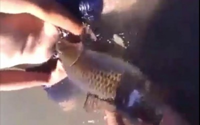 Рыбу на ... 18+