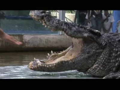 Крокодил