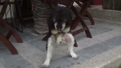 Жил был пес 2