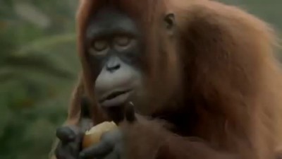 Танцующая обезьяна Всем хорошего дня!