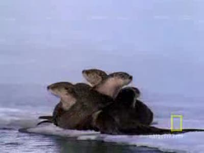 Выдры развлекаются