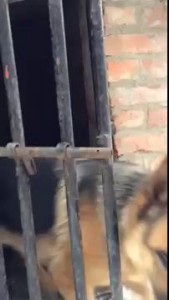 Хитрый засранец