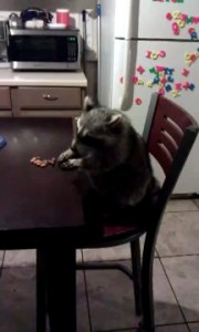 Енот обедает