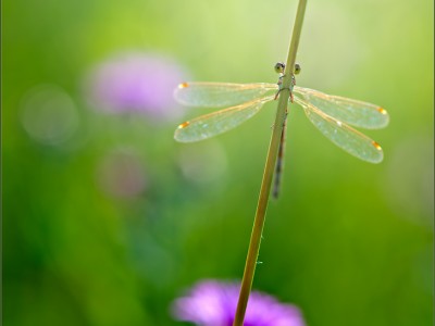 Стрекоза любви