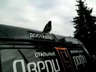 Ты не птица ты петух! You're not a bird you cock!