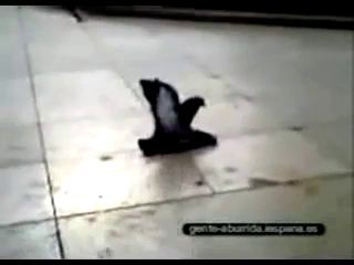 голуби, такие голуби