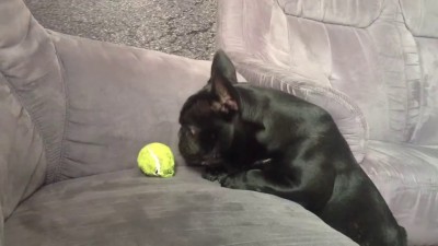 Щенок и мячик