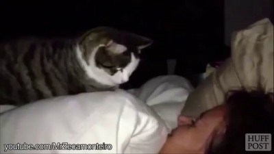 Cat Alarm Clocks Are The Best Alarm Clocks [Funny Compilation]