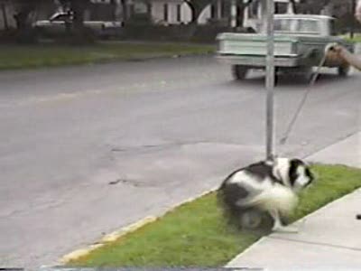 Собака отжигает