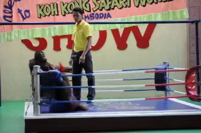 Орангутанги на ринге