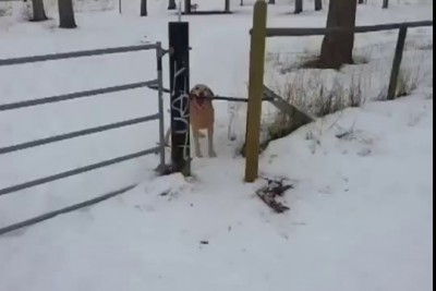 Собака Держа Палку не Может пройти Через Забор