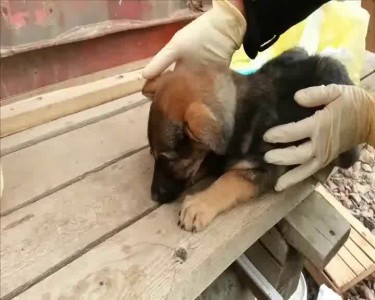 Анти-догхантер.