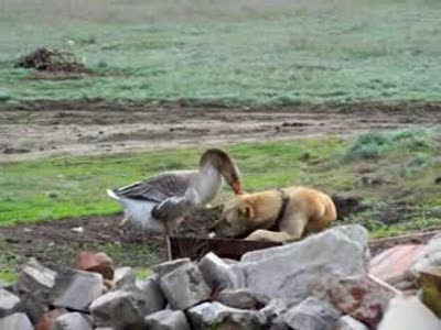 Гусь vs. Собака