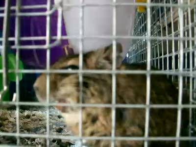 Laughing Degu