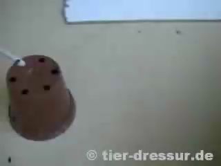 Натренированная мышка