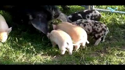 Летающий поросёнок (pigs will fly_mpeg2video.mpg)