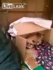 Не мешай собакам любить))