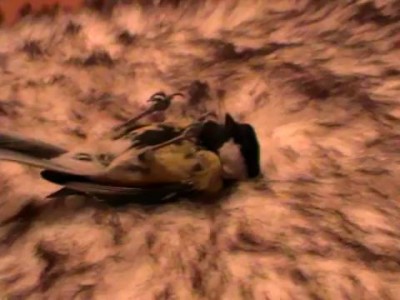 Синица Сеня дрыхнет.