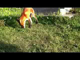 лиса ест рыбу с рук