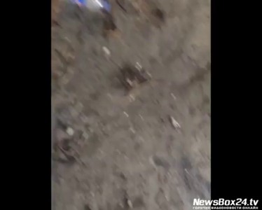 Убивали собак за дозу наркотика