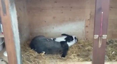 Скорострел