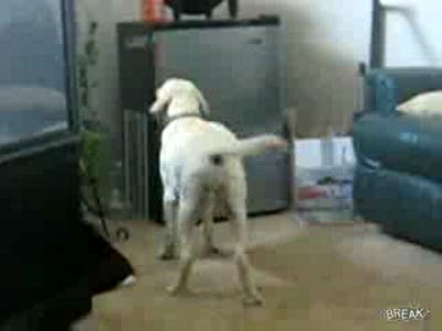 умная собака