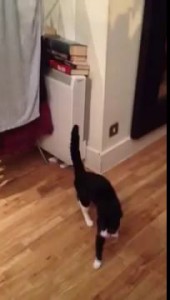 Funny cat walk