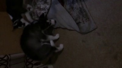 Щенки хаски